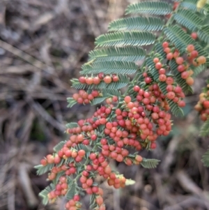 Austroacacidiplosis botrycephalae at Hamilton Valley, NSW - 20 Jun 2021