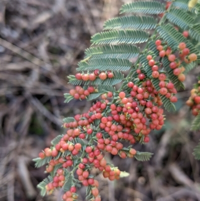 Austroacacidiplosis botrycephalae (A Gall Midge) at Nail Can Hill - 20 Jun 2021 by Darcy