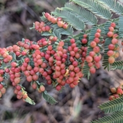 Austroacacidiplosis botrycephalae at Hamilton Valley, NSW - 20 Jun 2021