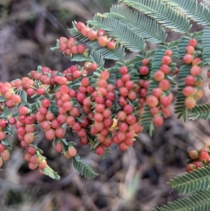 Austroacacidiplosis botrycephalae at Hamilton Valley, NSW - 20 Jun 2021