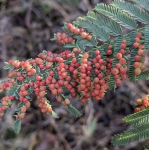 Austroacacidiplosis botrycephalae at Hamilton Valley, NSW - 20 Jun 2021