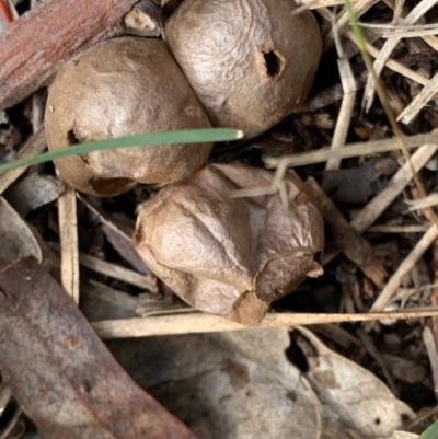 Bovista (A puffball) at Murrumbateman, NSW - 19 Jun 2021 by SimoneC