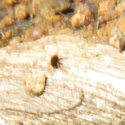 Penthaleidae (family) (An earth mite) at Holt, ACT - 20 Jun 2021 by Christine