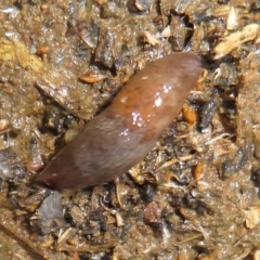 Deroceras laeve (Marsh Slug) at Holt, ACT - 20 Jun 2021 by Christine