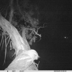 Podargus strigoides (Tawny Frogmouth) at Albury - 19 Apr 2021 by ChrisAllen