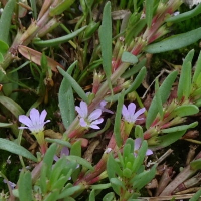 Lythrum hyssopifolia (Small Loosestrife) at Mount Ainslie to Black Mountain - 2 Jan 2021 by JanetRussell