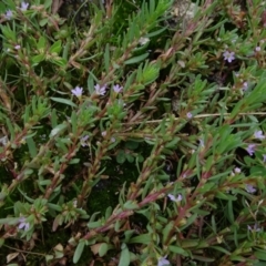 Lythrum hyssopifolia at Parkes, ACT - 2 Jan 2021