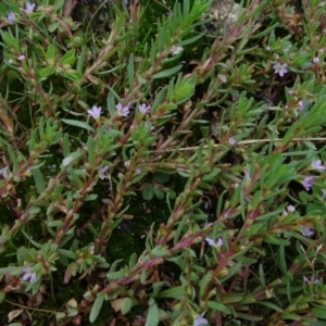 Lythrum hyssopifolia at Parkes, ACT - 2 Jan 2021 12:38 PM