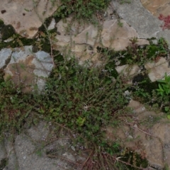 Lythrum hyssopifolia at Parkes, ACT - 2 Jan 2021 12:38 PM