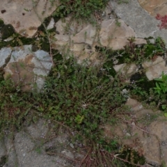 Lythrum hyssopifolia at Parkes, ACT - 2 Jan 2021