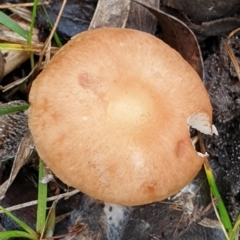 Unidentified Cap on a stem; gills below cap [mushrooms or mushroom-like] at Cook, ACT - 14 Jun 2021 by drakes
