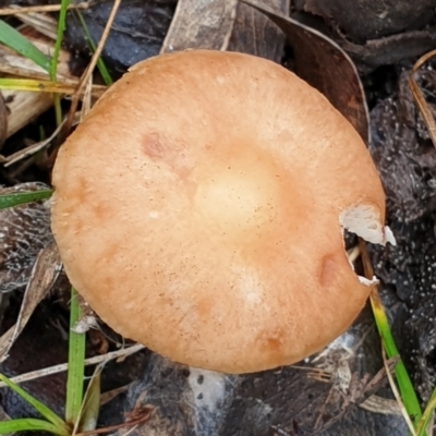 Unidentified Cap on a stem; gills below cap [mushrooms or mushroom-like] at Mount Painter - 14 Jun 2021 by drakes