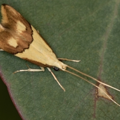 Crocanthes glycina (Lecithoceridae) at Hall, ACT - 20 Apr 2020 by Bron