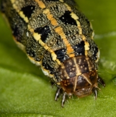 Spodoptera litura (Cluster Caterpillar, Tobacco Cutworm) at Melba, ACT - 3 Mar 2020 by Bron