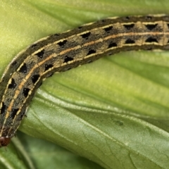 Spodoptera litura at Melba, ACT - 4 Mar 2020