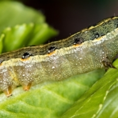 Spodoptera litura at Melba, ACT - 4 Mar 2020