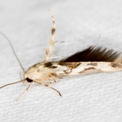 Stathmopoda melanochra (An Oecophorid moth (Eriococcus caterpillar)) at Melba, ACT - 2 Jan 2019 by Bron