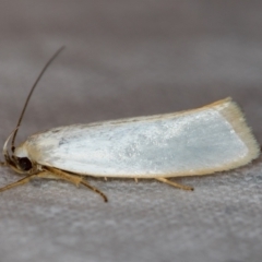 Xylorycta assimilis (A Xyloryctid moth) at Melba, ACT - 2 Jan 2019 by Bron