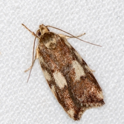 Syringoseca mimica (A Concealer moth (Wingia Group)) at Melba, ACT - 2 Jan 2019 by Bron