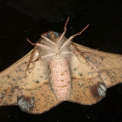 Antictenia punctunculus (A geometer moth) at Melba, ACT - 2 Jan 2019 by Bron