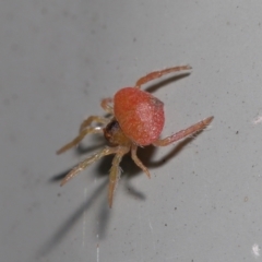 Arkys sp. (genus) (An Ambush, Bird-dropping or Triangular Spider) at ANBG - 20 Jun 2021 by TimL