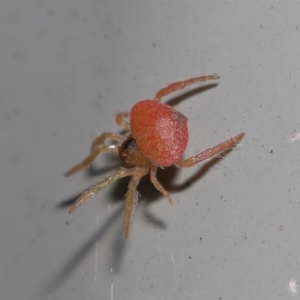 Arkys sp. (genus) at Downer, ACT - suppressed