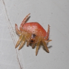 Arkys sp. (genus) at Downer, ACT - 20 Jun 2021