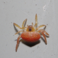 Arkys sp. (genus) at Downer, ACT - suppressed