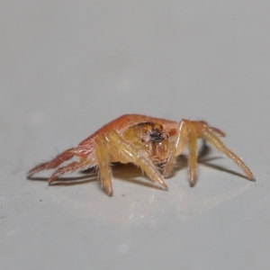 Arkys sp. (genus) at Downer, ACT - 20 Jun 2021