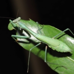Pseudomantis albofimbriata (False garden mantis) at Acton, ACT - 20 Jun 2021 by TimL