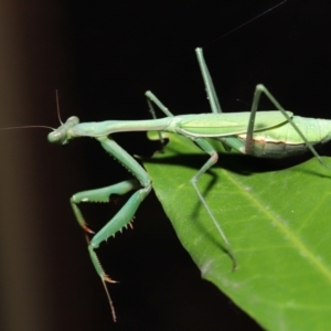 Pseudomantis albofimbriata at Acton, ACT - 20 Jun 2021