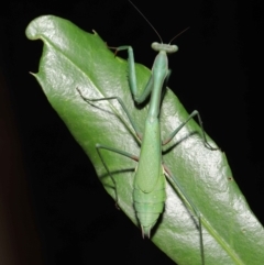 Pseudomantis albofimbriata at Acton, ACT - 20 Jun 2021