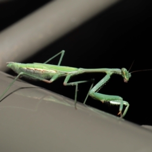 Pseudomantis albofimbriata at Acton, ACT - 20 Jun 2021