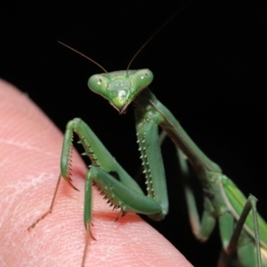 Pseudomantis albofimbriata at Acton, ACT - 20 Jun 2021