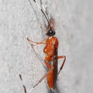 Stiromesostenus sp. (genus) at Acton, ACT - 20 Jun 2021 11:37 AM