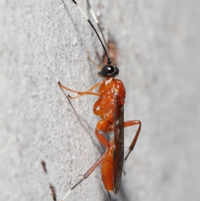 Stiromesostenus sp. (genus) (An ichneumon wasp) at Acton, ACT - 20 Jun 2021 by TimL