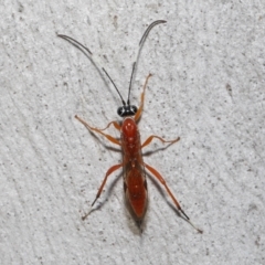 Stiromesostenus sp. (genus) at Acton, ACT - 20 Jun 2021