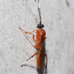 Stiromesostenus sp. (genus) at Acton, ACT - 20 Jun 2021