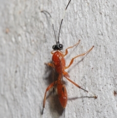 Stiromesostenus sp. (genus) at Acton, ACT - 20 Jun 2021 11:37 AM