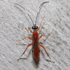 Stiromesostenus sp. (genus) at Acton, ACT - 20 Jun 2021 11:37 AM