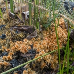 Sphagnum sp. (genus) (Sphagnum moss) at Paddys River, ACT - 20 Jun 2021 by Jek