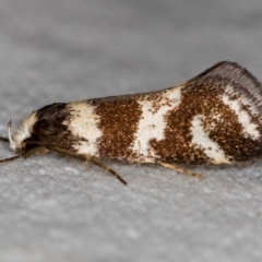 Isomoralla eriscota (A concealer moth) at Melba, ACT - 2 Jan 2019 by Bron