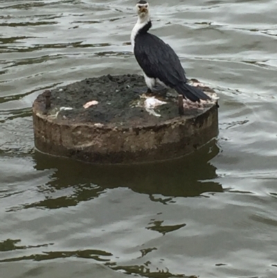 Microcarbo melanoleucos (Little Pied Cormorant) at Phillip, ACT - 5 May 2021 by JaceWT