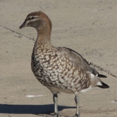 Chenonetta jubata (Australian Wood Duck) at Upper Stranger Pond - 4 Apr 2021 by michaelb