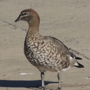 Chenonetta jubata at Isabella Plains, ACT - 4 Apr 2021