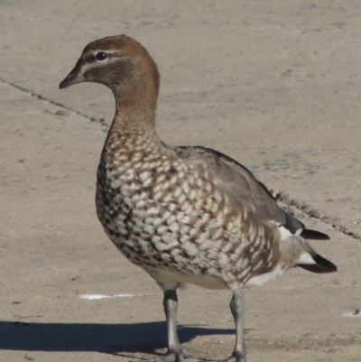 Chenonetta jubata (Australian Wood Duck) at Isabella Plains, ACT - 4 Apr 2021 by MichaelBedingfield