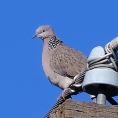 Spilopelia chinensis (Spotted Dove) at Florey, ACT - 21 Jun 2021 by Kurt