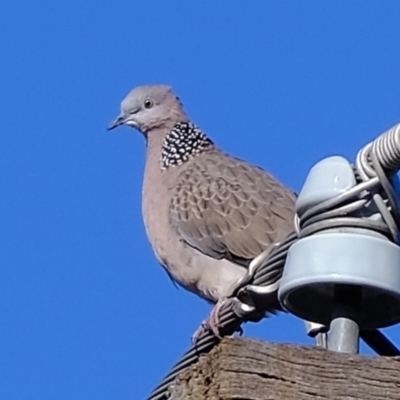 Spilopelia chinensis (Spotted Dove) at Florey, ACT - 21 Jun 2021 by Kurt