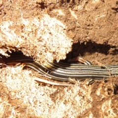 Ctenotus taeniolatus (Copper-tailed Skink) at Woodstock Nature Reserve - 20 Jun 2021 by Christine