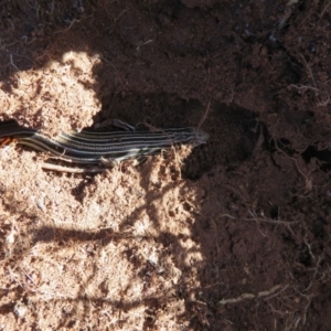 Ctenotus taeniolatus at Holt, ACT - 20 Jun 2021